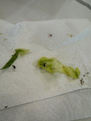 Dirt on lettuce and a FLY?!?!