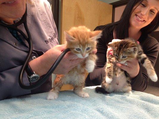 Checking the kittens' heartbeats