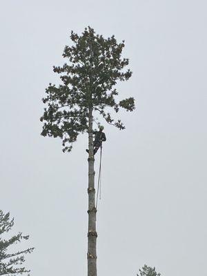 Taking down a giant pine tree!