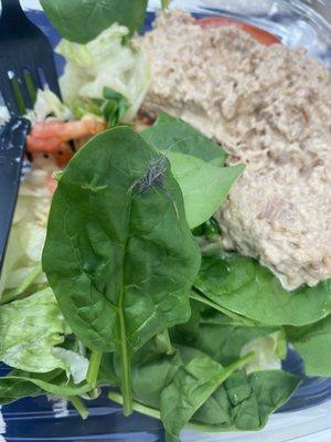 Rat hair on the spinach. Not if I ate some of it