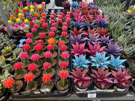 Colorful cacti