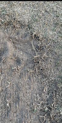 Netting/mesh under the dead grass and sand