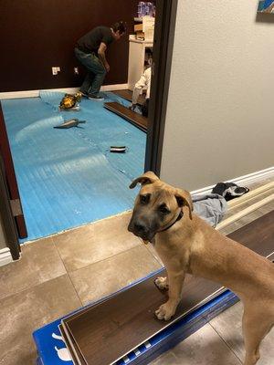 New flooring installation, my assistant