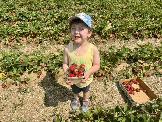 The strawberry picker