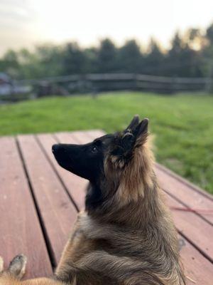 Off Leash K9 Training - Lehigh Valley