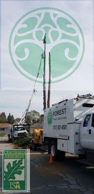 Forest Tree Services