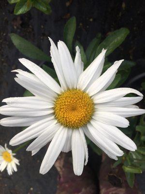 Shasta Daisy! Huge flower