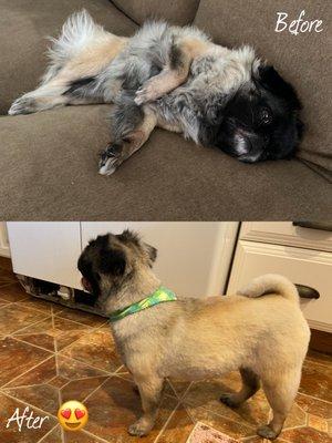 My Pug-Pekingese before and after her makeover