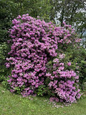 Rhododendron near lock keeper's house