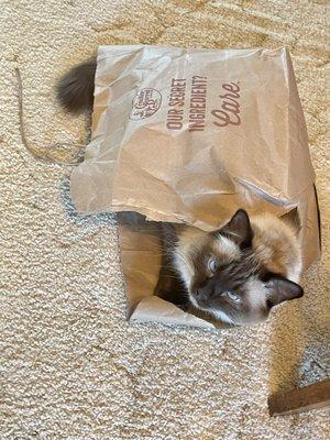 22# cat loves their shopping bags