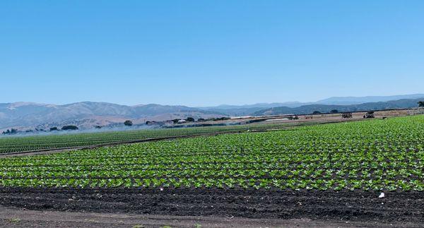 We grow what goes in your salad