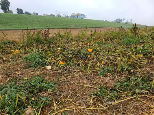 Dead pumpkins