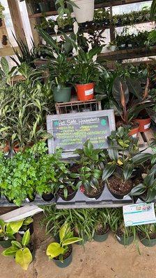 Nice selection of houseplants