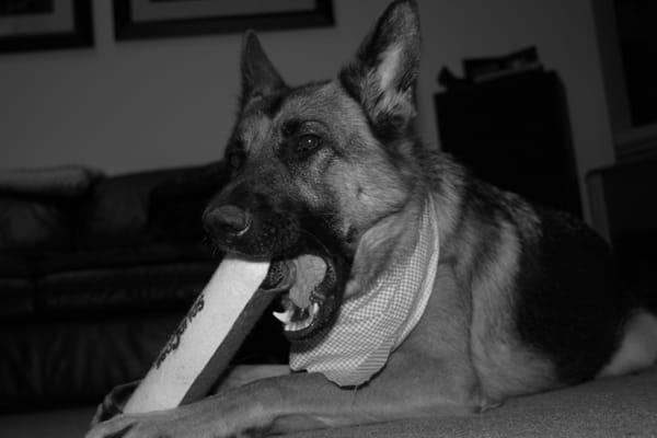 Nevada Chillin with his bone!