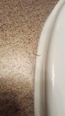 Not my toe nail... found in the bathroom upon move in