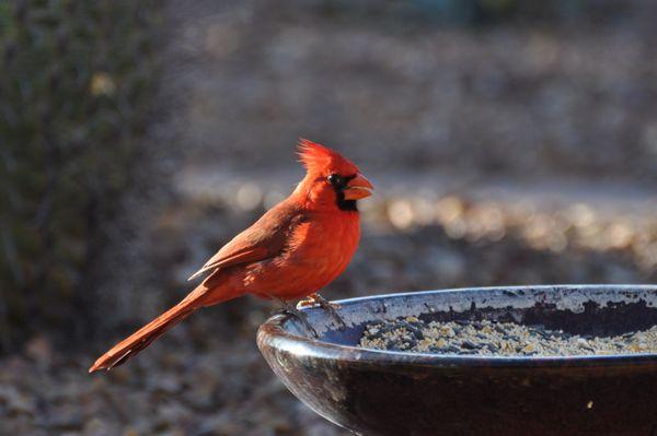 This is the cardinal that visits us every day