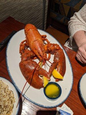 3 pound  Butter-Poached Maine Lobster Meat