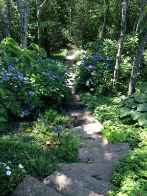 Ah Hydrangea's