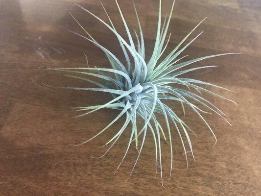 Air plant