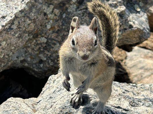 Ground Squirrel