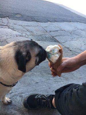 Cake batter and a pug.