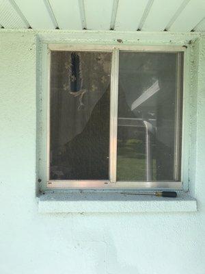 Window screen replacement