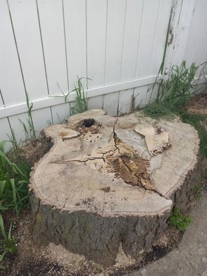 Got a stump to be removed close to the fence? No problem!