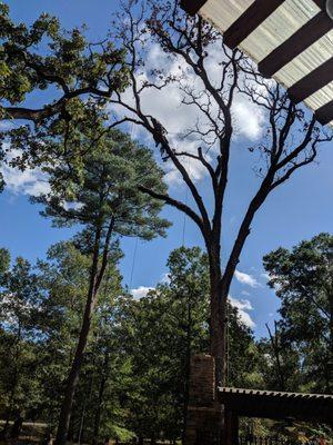 Dead oak next to back patio. Has to be removed carefully in sections. Man climbing tree to cut the large limbs.