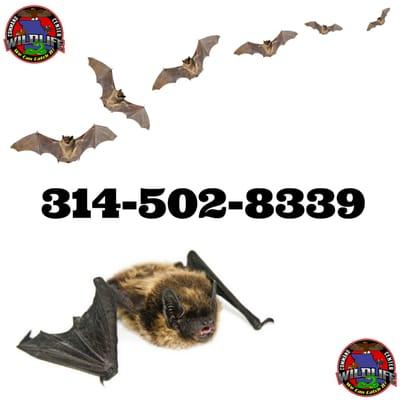 Big Brown Bats are about to awaken from their slumber, so they will take flight and those that migrated south will be returni...