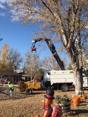 Truck with jaws to handle bigger branches by remote control