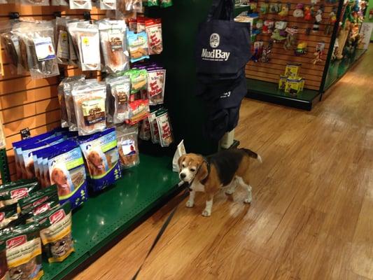 Don't disturb the beagle when he's shopping :-)