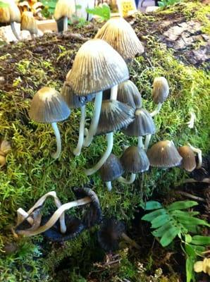 Puget Sound Mycological Society