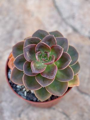 4" Echeveria 'Melaco' $5.99