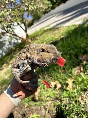 Smart Gopher Trapping