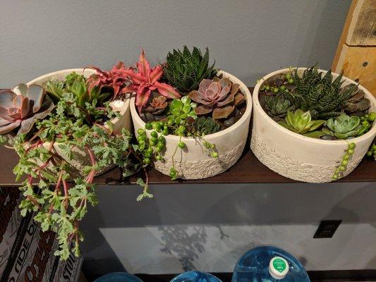 Succulent Workshop hosted by Sprig Flower Co.