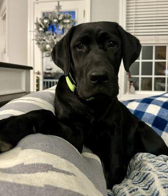 New Hampshire Dog Trainers: Off Leash K9 Training