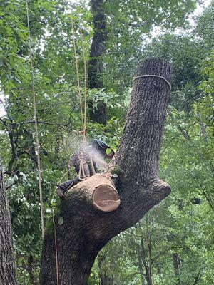 Dangerous tree removal