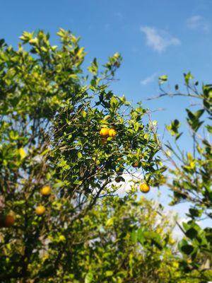 Florida's Natural Growers Grove House