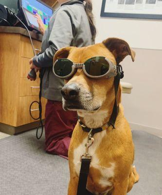 Dog laser therapy