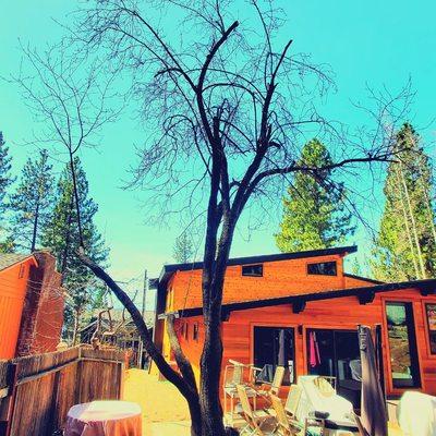 A recovery pruning job done in Tahoe Trimming a storm damaged tree