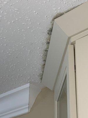 Black mold