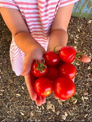 Fresh tomatoes from our interactive garden.