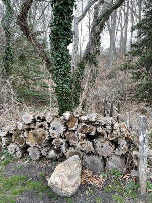 An old wood pile and an ivy covered tree.