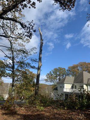 Tree removal for ours clients