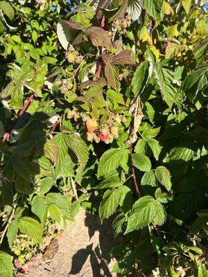 Raspberries!