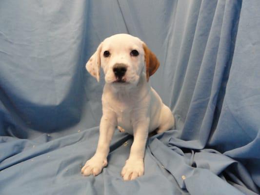 Bulldog/Beagle (F) DOB: 3/26/13