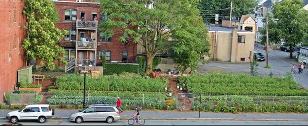 Our Urban Farm on Middlesex Street!