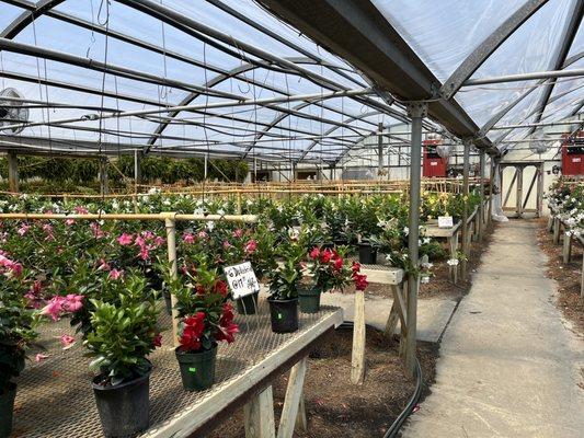 Large greenhouses