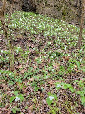 Beautiful wildflower display