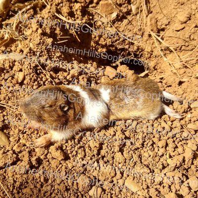 Caught a rare leucistic pocket gopher (white patches).